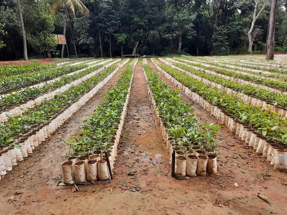2020 — Seva in difficult times