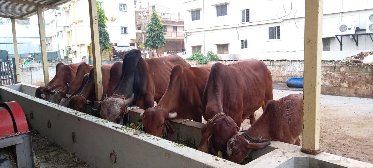 ಗೋ ಸೇವೆ — 2